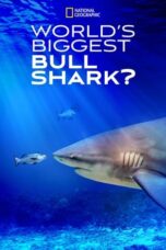 World's Biggest Bull Shark? (2021)